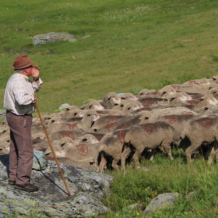 Berger devant son troupeau pour la Fête du mouton