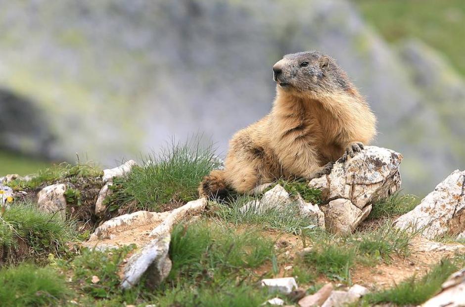 Randonnées encadrées - Sortie Marmottes