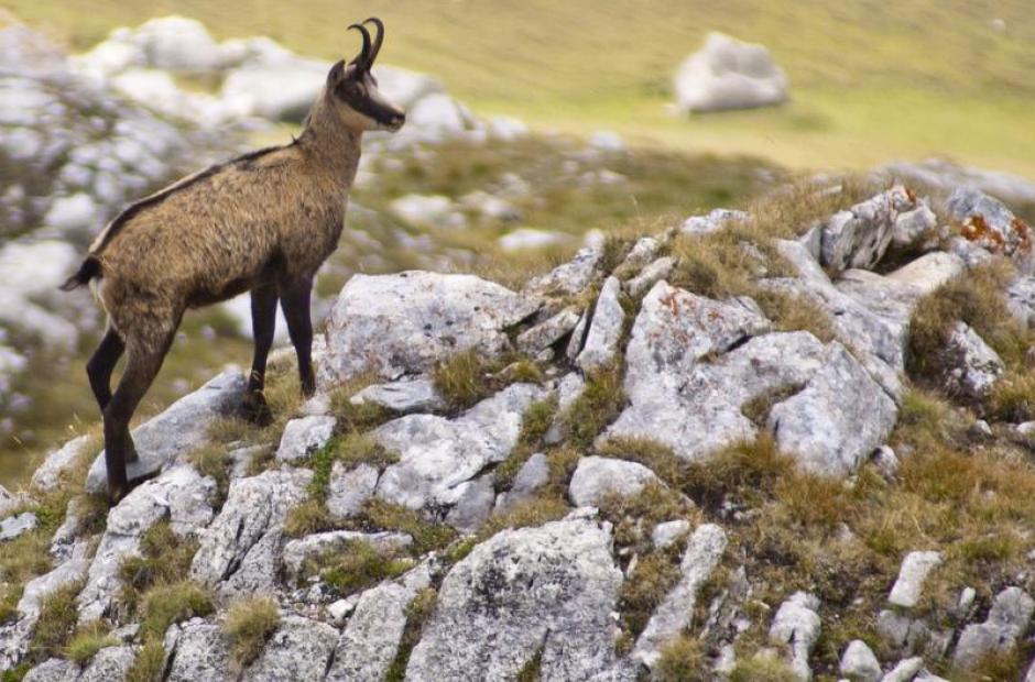 Randonnées encadrées - Sortie Chamois