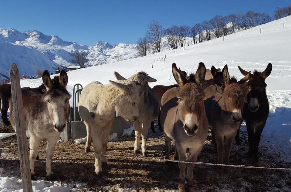 Location d'âne - Visuel hiver