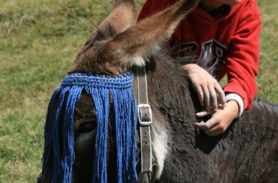 Anes en montagne Anes en montagne