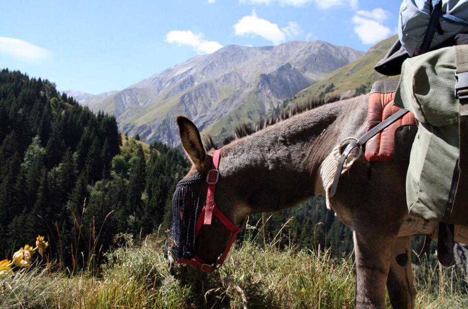 Ânes en montagne - Balade dans la fôret