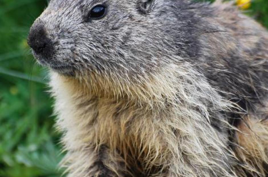 Marmottes - Petit-déjeuner face aux marmottes