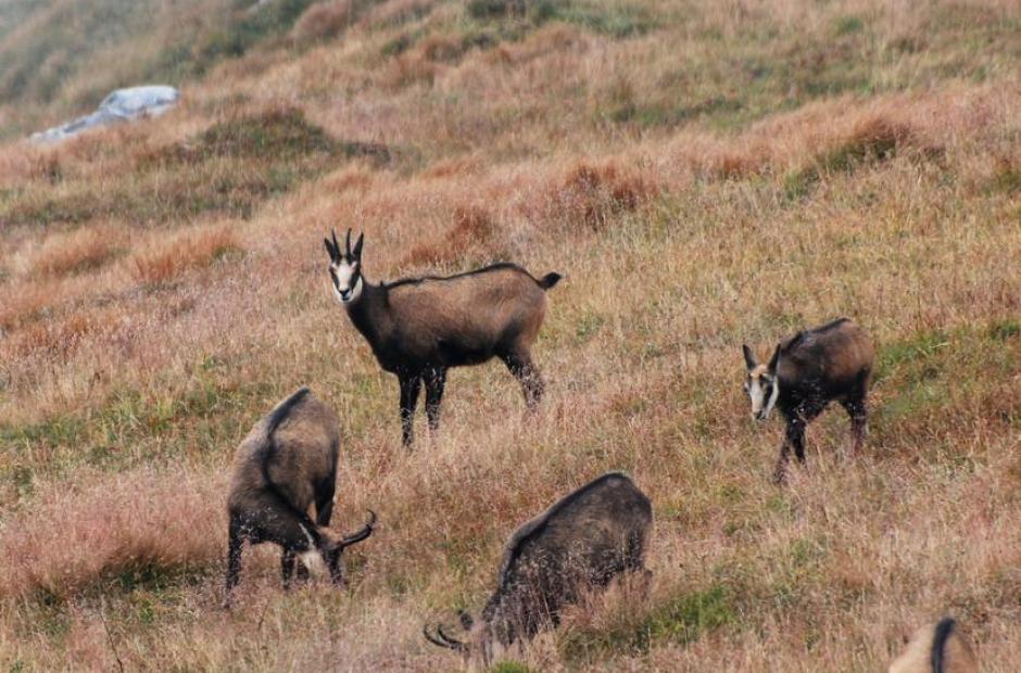 Observation chamois -