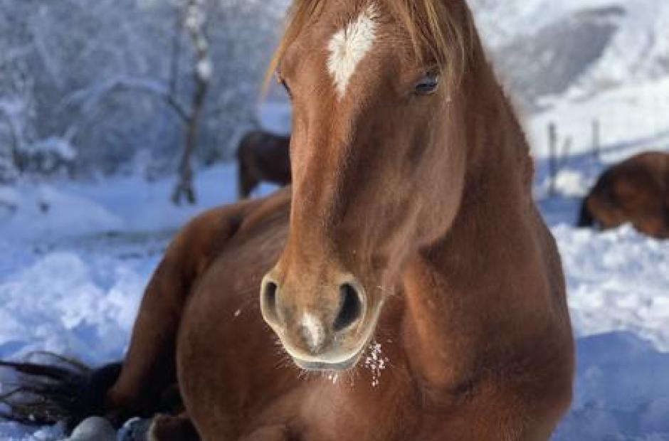Randonnées et balades à cheval