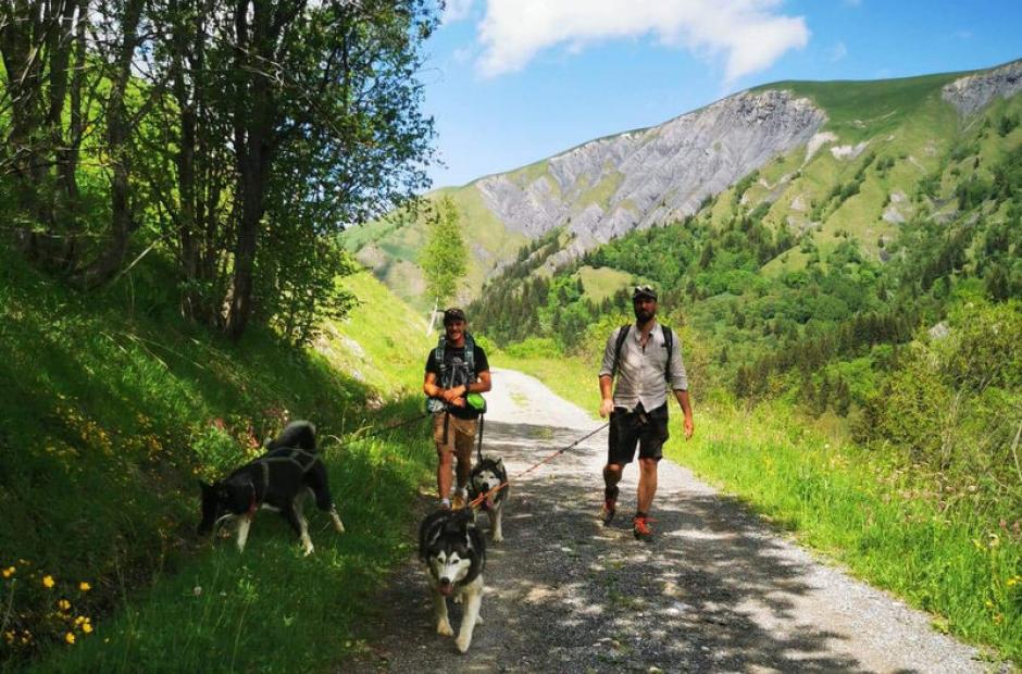 Cani-randonnée - Cani-randonnée en été Cani-randonnée - Cani-randonnée en été