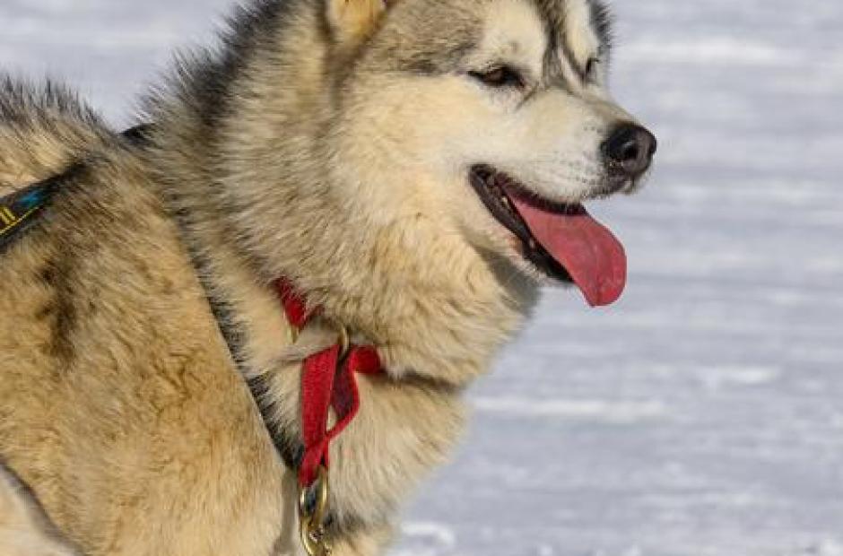 Cani-raquette nocturne - Sortie hiver