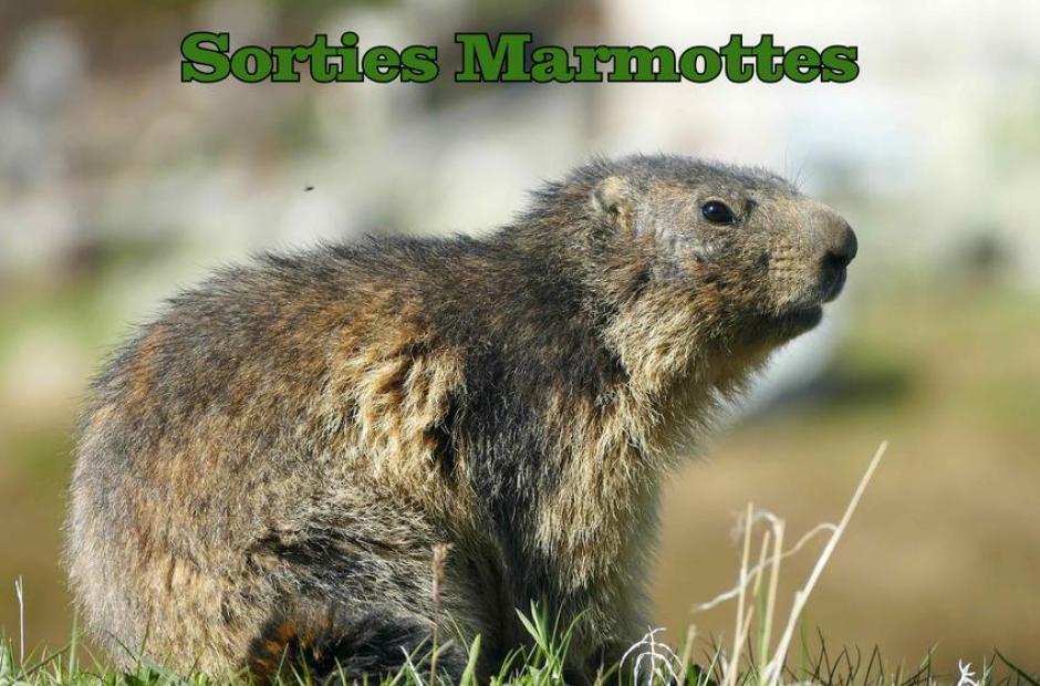 Sortie marmottes -
