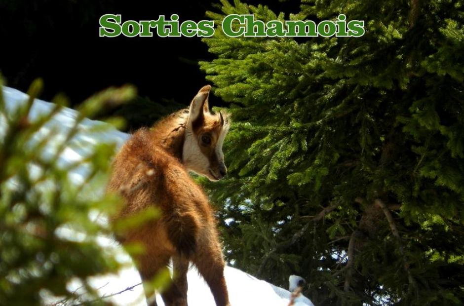 Sorties encadrées chamois -