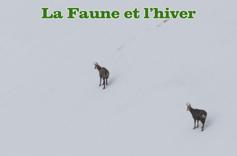 La Faune et l'Hiver