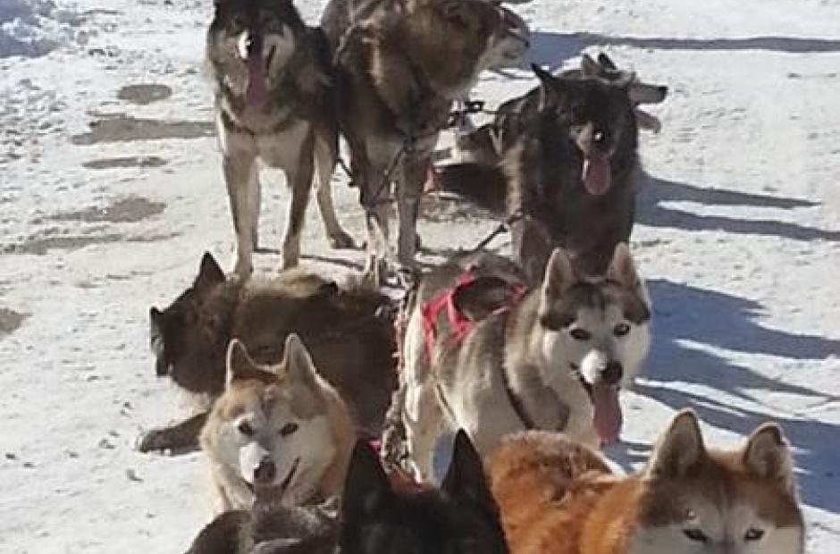 Balade en chiens de traineaux_Saint-Sorlin-d'Arves - Balade en chiens de traineaux_Saint-Sorlin-d'Arves