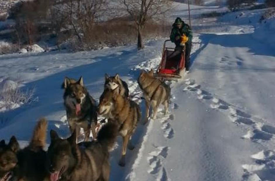 Balade en chiens de traineaux_Saint-Sorlin-d'Arves - Balade en chiens de traineaux_Saint-Sorlin-d'Arves
