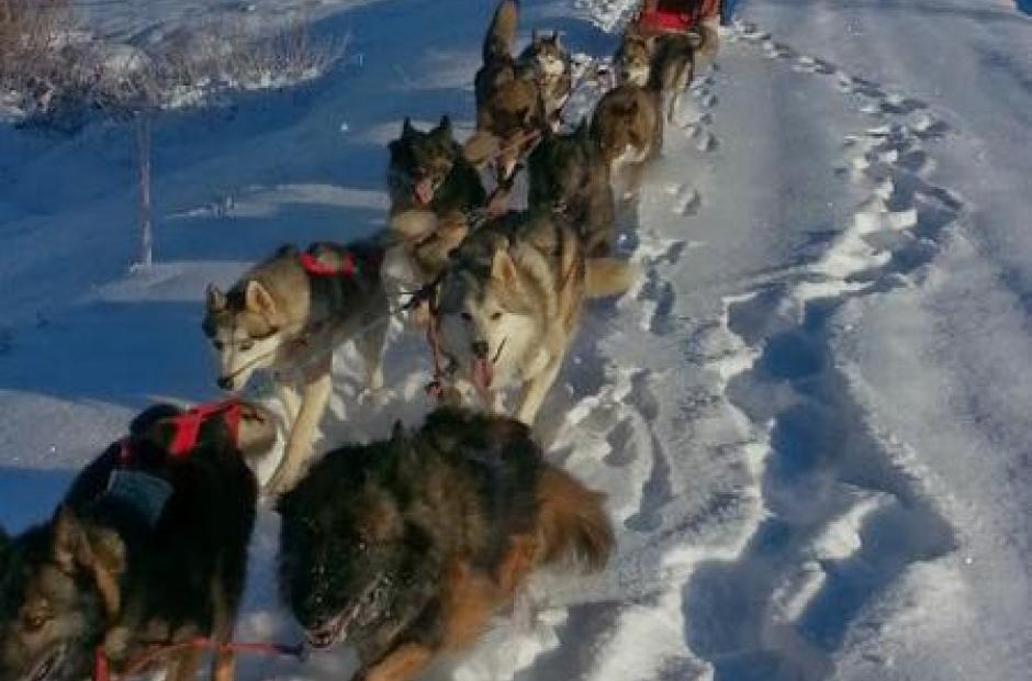 Balade en chiens de traineaux_Saint-Sorlin-d'Arves - Balade en chiens de traineaux_Saint-Sorlin-d'Arves