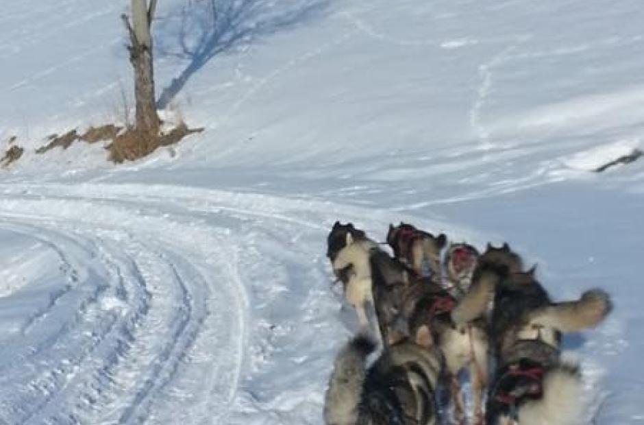 Balade en chiens de traineaux_Saint-Sorlin-d'Arves - Balade en chiens de traineaux_Saint-Sorlin-d'Arves
