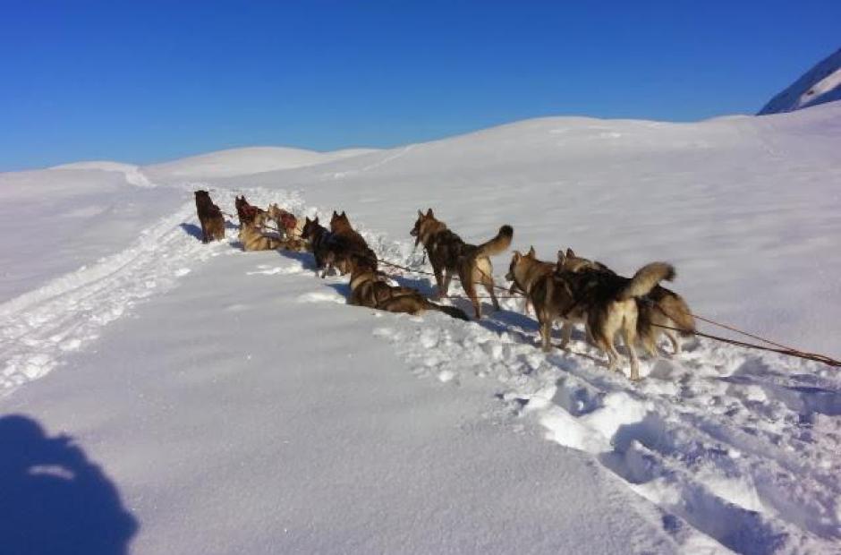 Balade en chiens de traineaux -