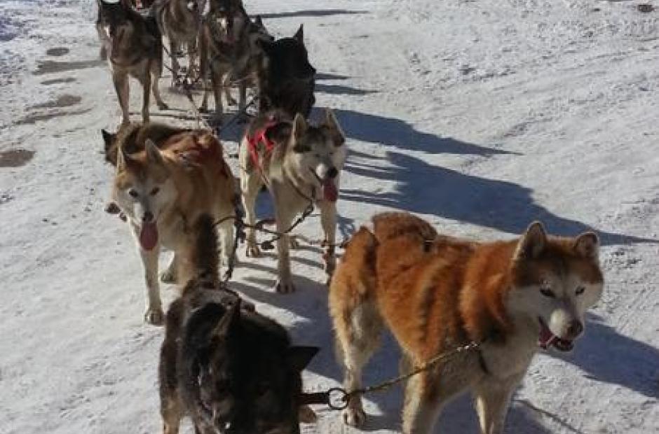 Balade en chiens de traineaux -