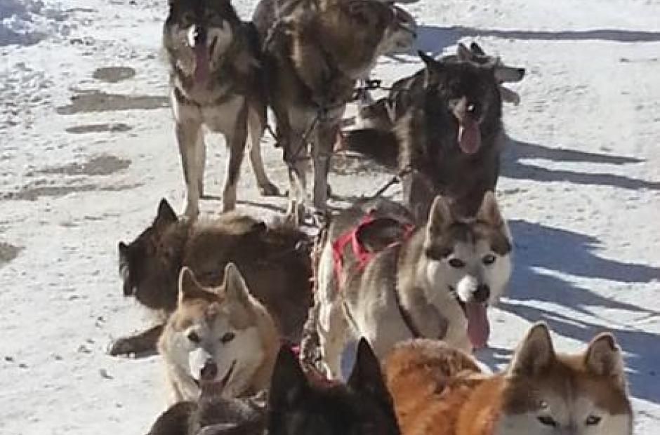 Balade en chiens de traineaux -