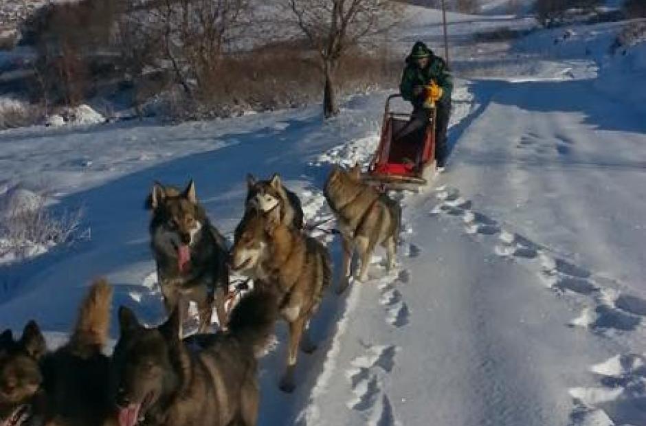 Balade en chiens de traineaux -