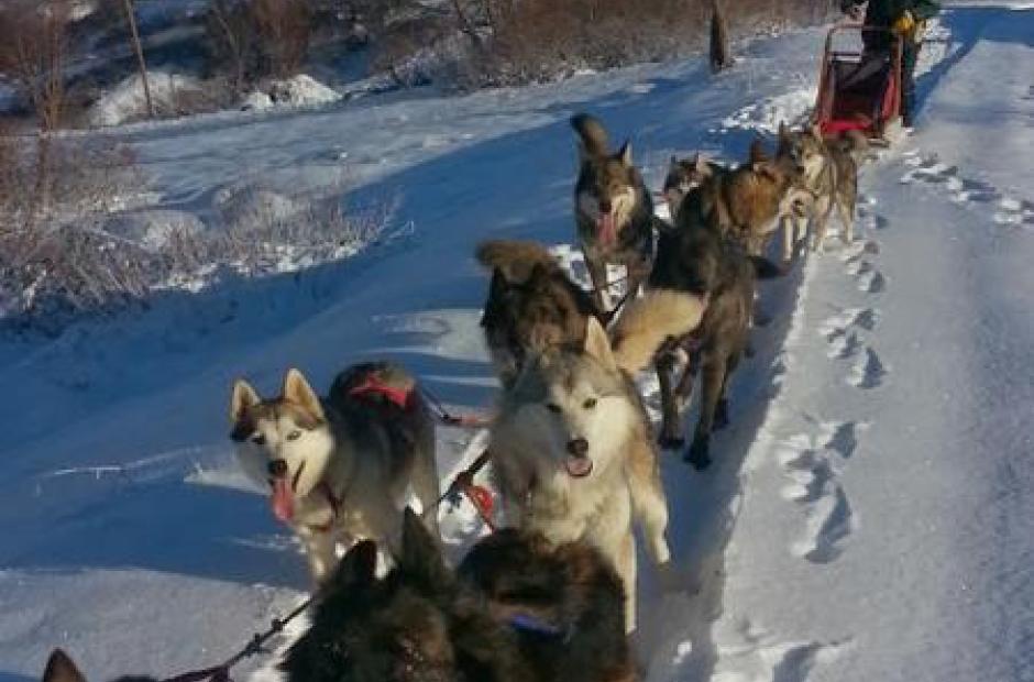 Balade en chiens de traineaux -