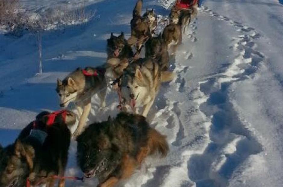 Balade en chiens de traineaux -