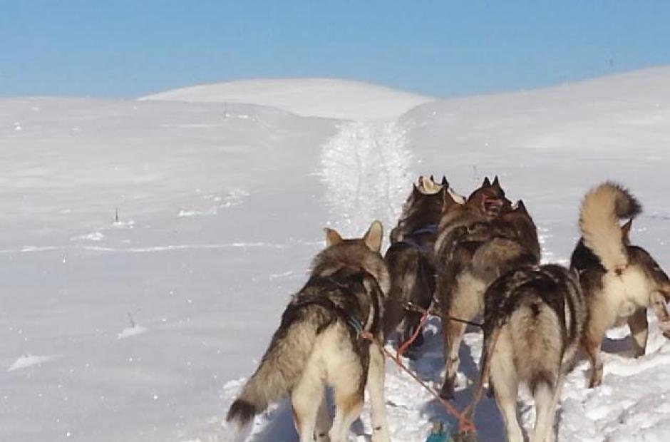 Balade en chiens de traineaux -