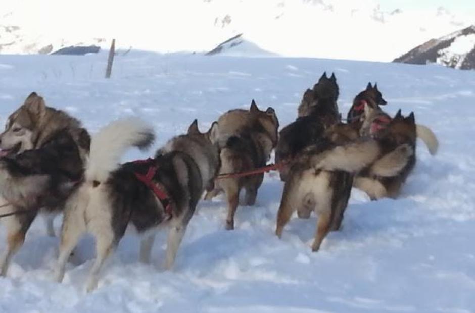 Balade en chiens de traineaux -