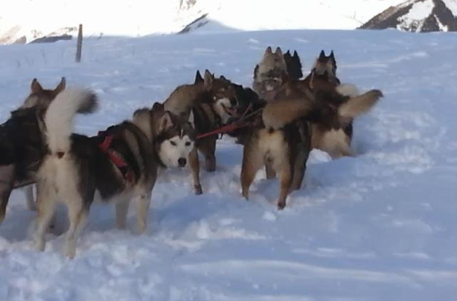 Balade en chiens de traineaux -