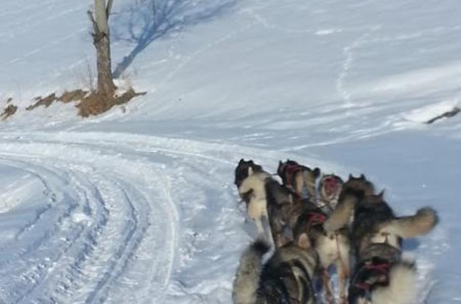 Balade en chiens de traineaux -