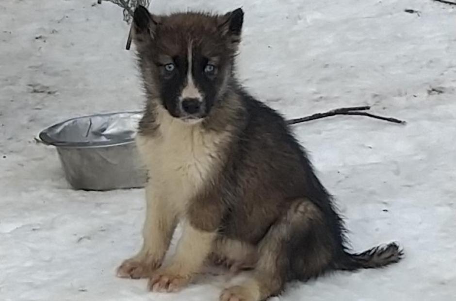 Cani-balade avec chiens de traineau -