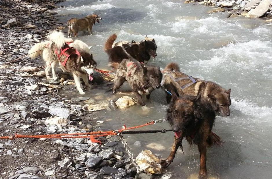 Cani-balade avec chiens de traineau -