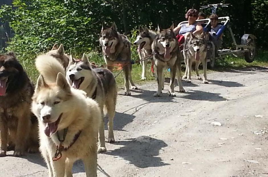 Karting chiens de traineau -