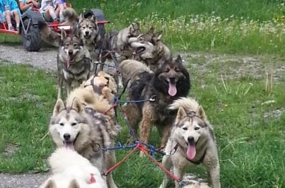 Karting chiens de traineau -