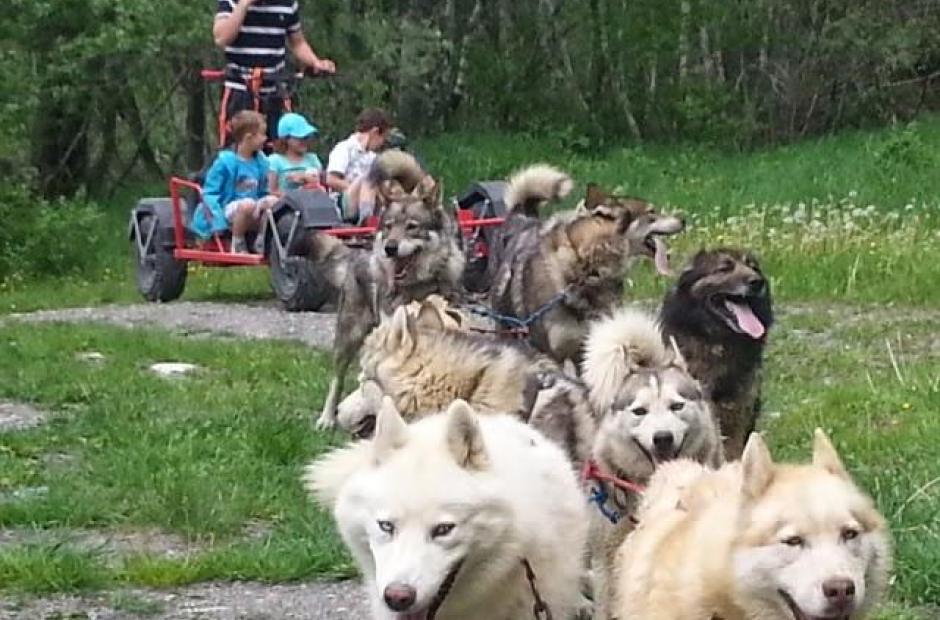 Karting chiens de traineau -