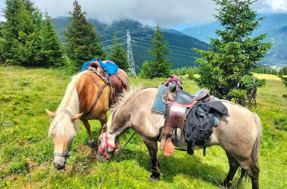 Randonnées à cheval et cours d'équitation - Chevaux