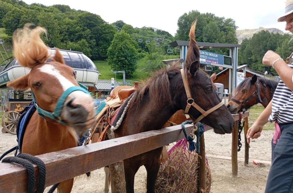 Balade à poney et stages -