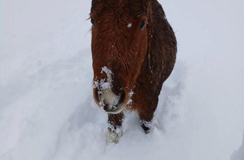Balade à poney, Poney-luge et Ski-poney - Hiver