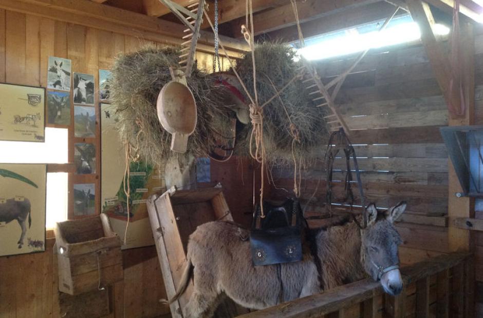 Ferme des ânes - location d'ânes en montagne - Saint Sorlin d'Arves - Domaine Les Sybelles - Ferme des ânes - location d'ânes en montagne - Saint Sorlin d'Arves - Domaine Les Sybelles