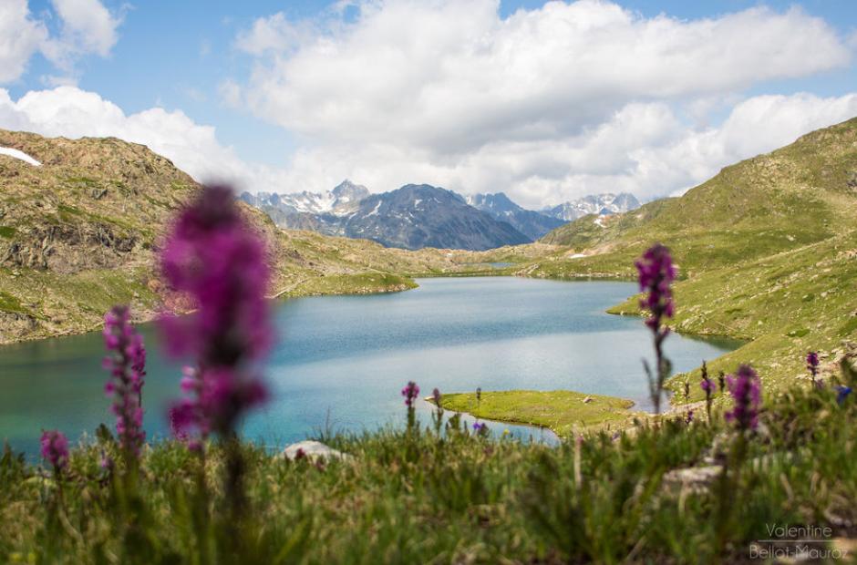 Lac Bramant - Lac Bramant avec fleurs roses Lac Bramant - Lac Bramant avec fleurs roses
