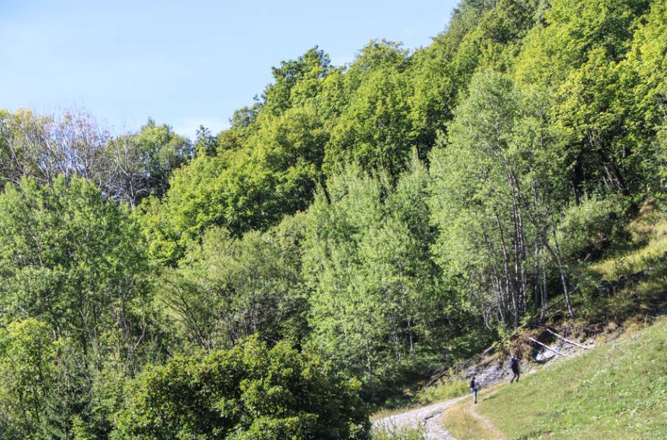 Les Vachers - Les Vachers