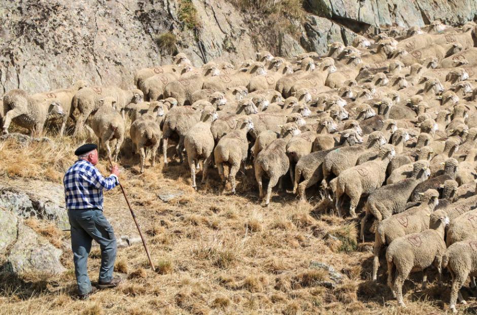 Fête du mouton 2022 - Fête du mouton 2022 Col de la Croix de Fer