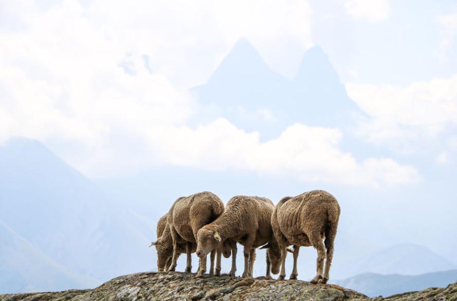 Fête du mouton 2022 - Fête du mouton 2022 Col de la Croix de Fer