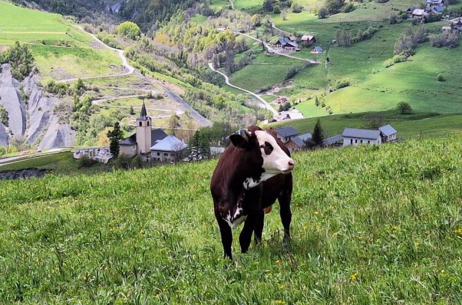 Vache en alpage devant l'Eglise de la Tour - Vache devant l'Eglise de la Tour
