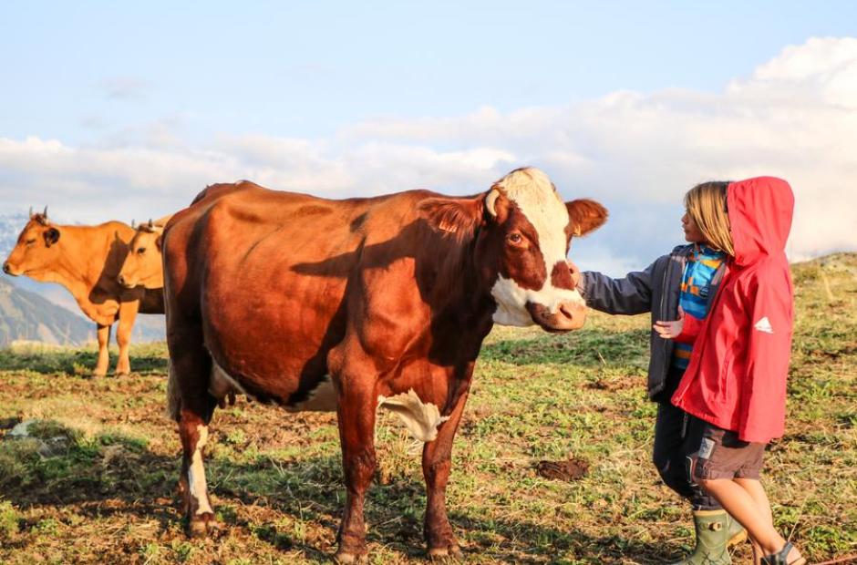 Enfants à la rencontre des vaches - Enfants à la rencontre des vaches