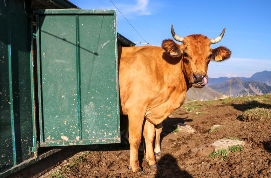 Vache à la sortie de la traite - Vache à la sortie de la traite