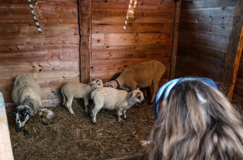 Village du Père Noël_Saint-Sorlin-d'Arves - Présence de moutons
