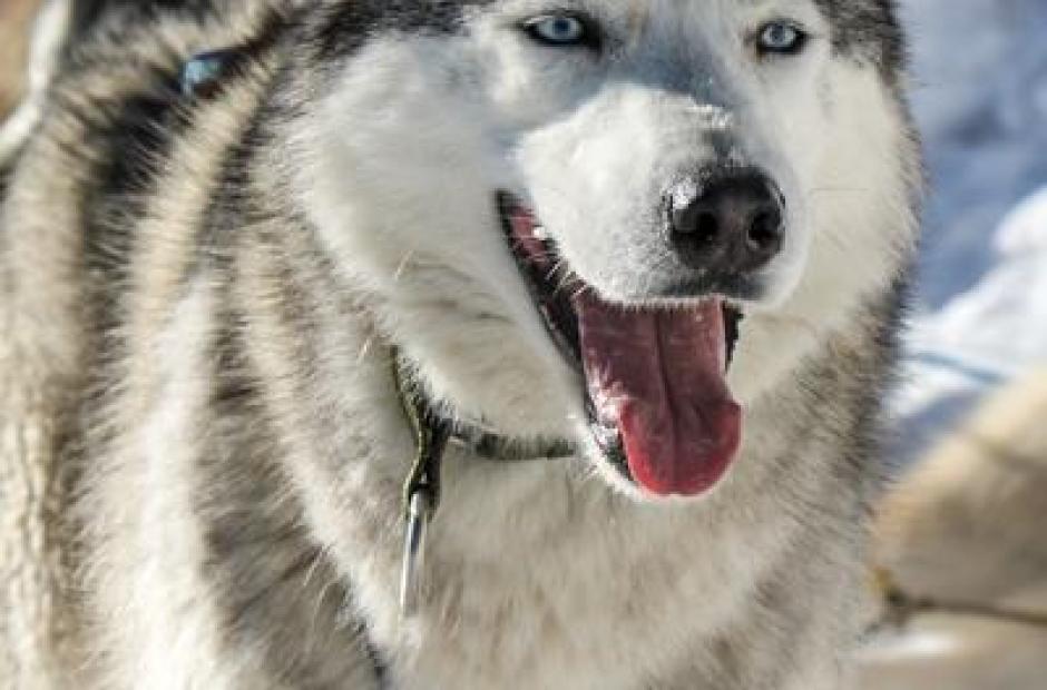 Chien de traîneau_Saint-Sorlin-d'Arves - Chien de traîneau_Saint-Sorlin-d'Arves