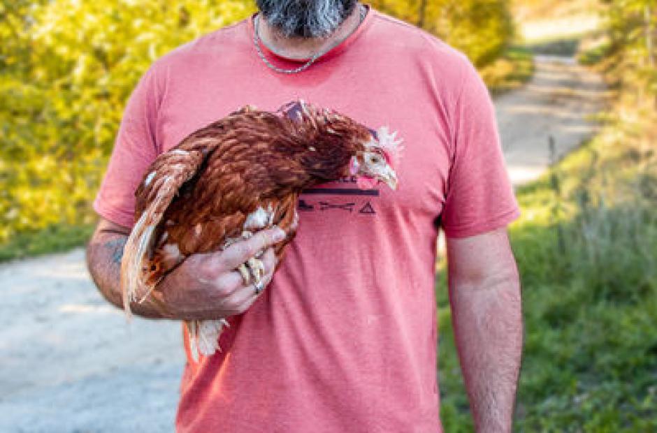 Les Si Belles Poulettes Les Si Belles Poulettes