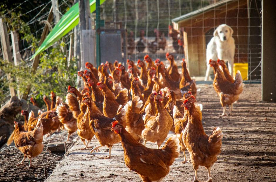 Les Si Belles Poulettes Les Si Belles Poulettes