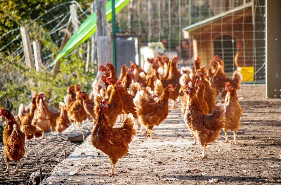 Les Si Belles Poulettes Les Si Belles Poulettes