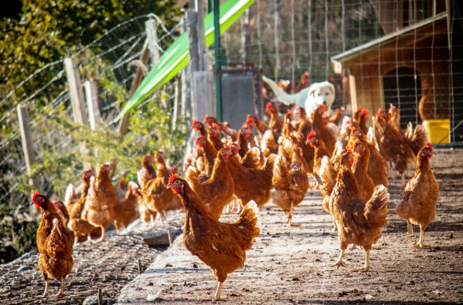 Les Si Belles Poulettes Les Si Belles Poulettes